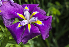 Irises are a great addition to any basic home garden