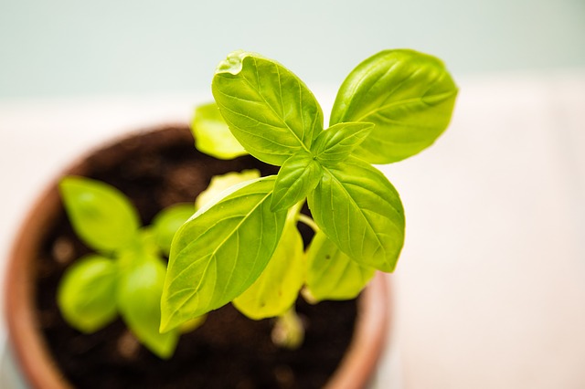 basil grows like a weed and should be in every vertical herb garden