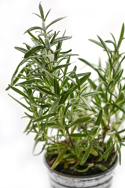 rosemary is a common for a balcony herb garden