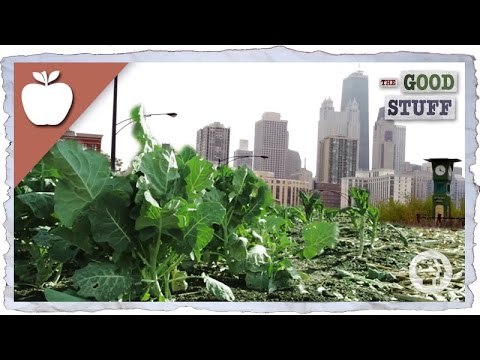 Why We Should Be Urban Farming